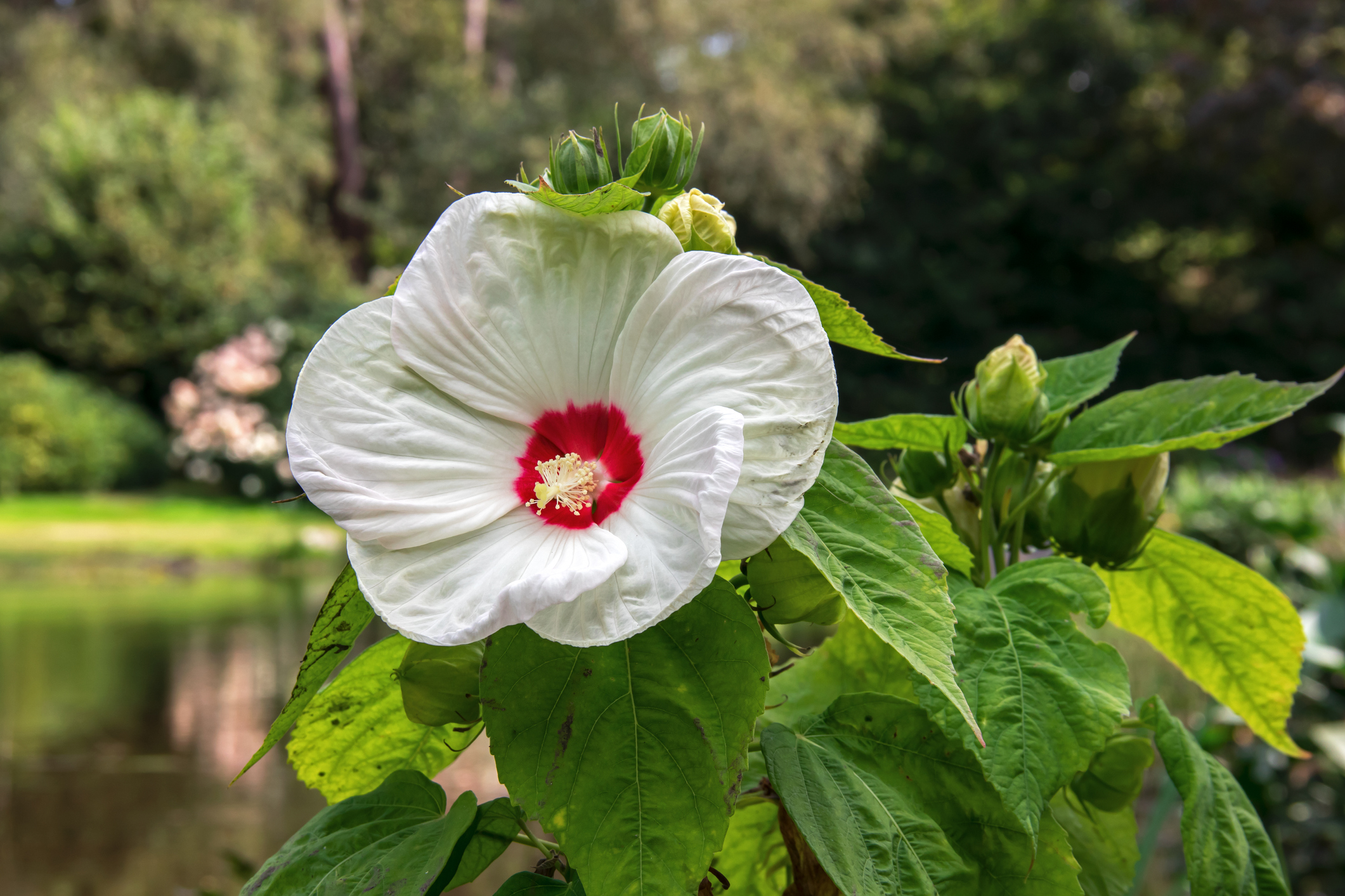 Hibiscus de mlaștină (Hibiscus moscheutos)