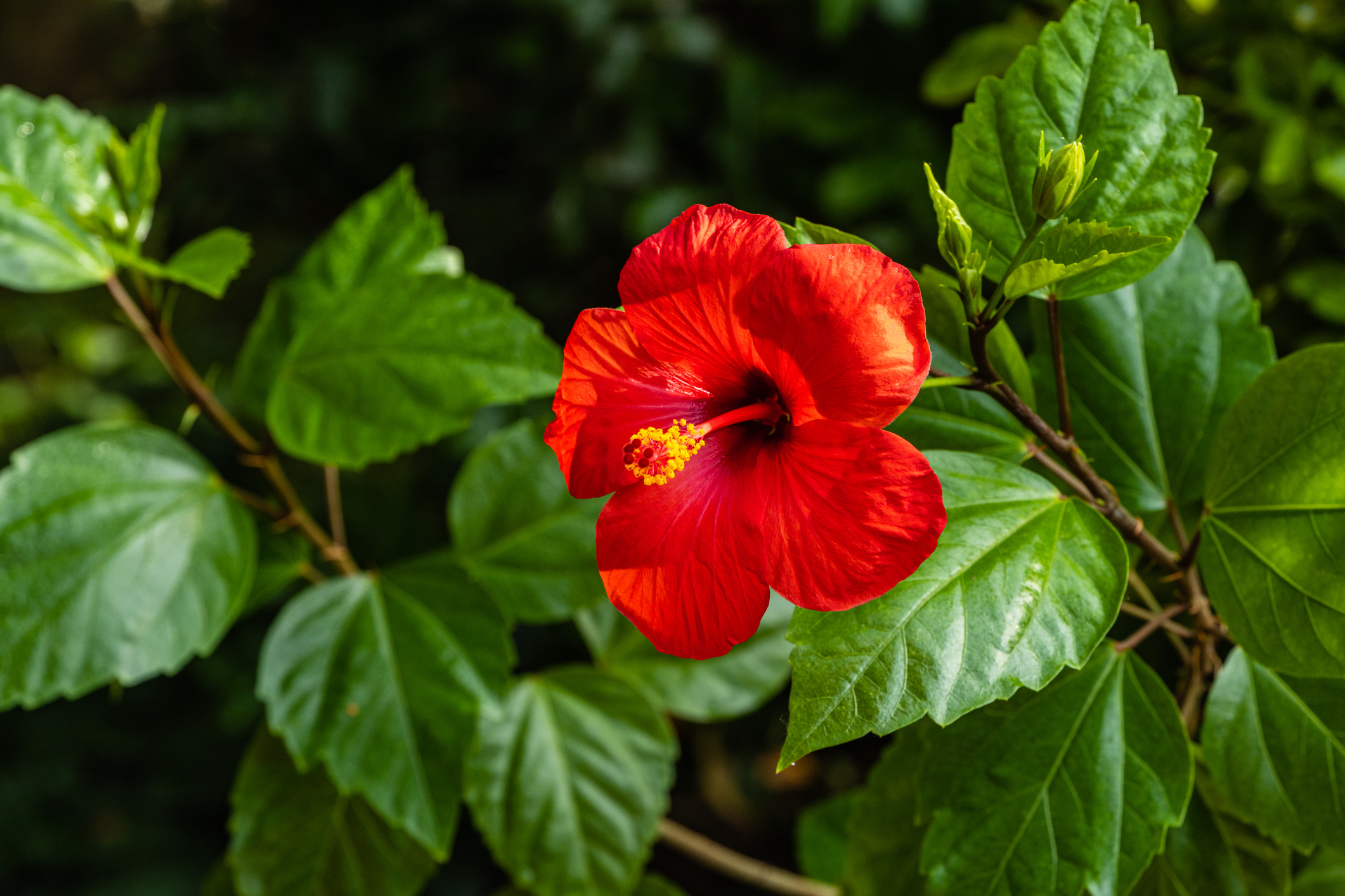 Hibiscus rosa-sinensis - trandafir chinezesc