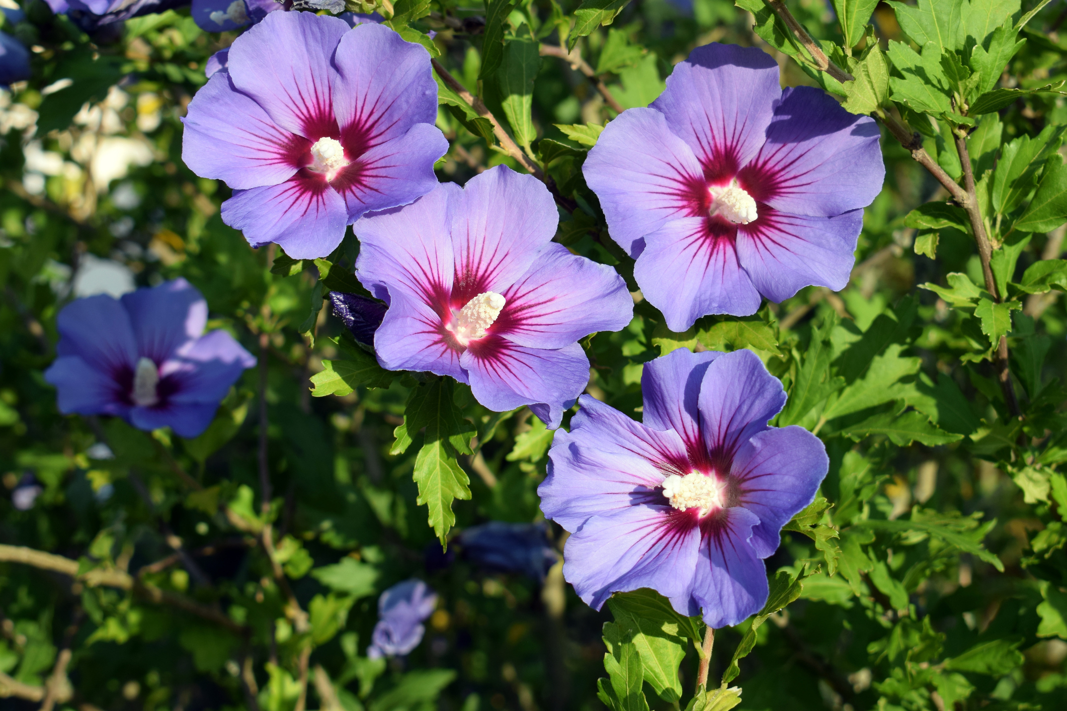 Hibiscus sirian (Hibiscus syriacus)