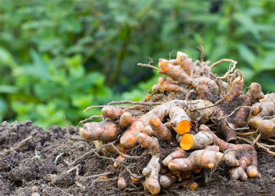 Rizomi (rădăcini) de Curcuma longa