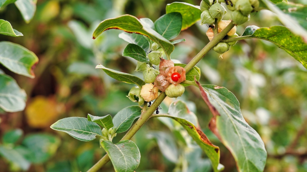 Ashwagandha plantă în natură