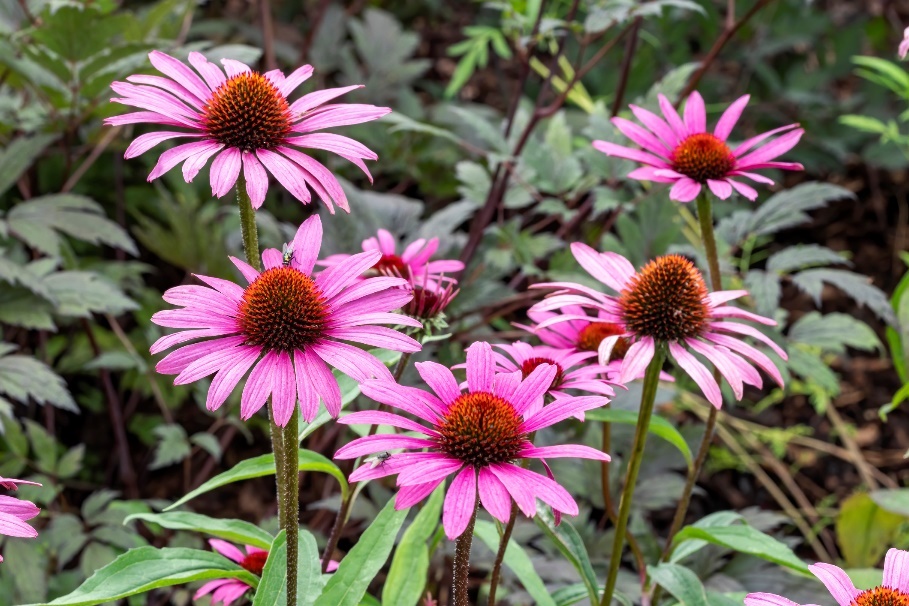 Planta Echinacea purpurea