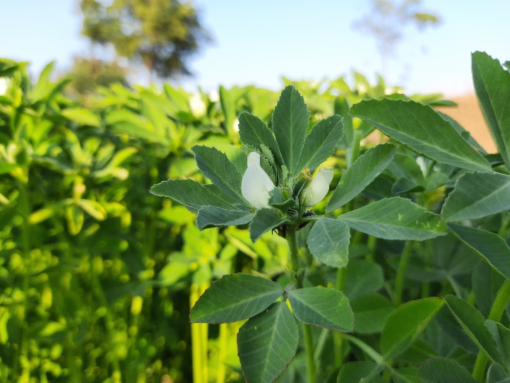 Planta de schinduf (Trigonella Foenum Graecum) care crește în sălbăticie