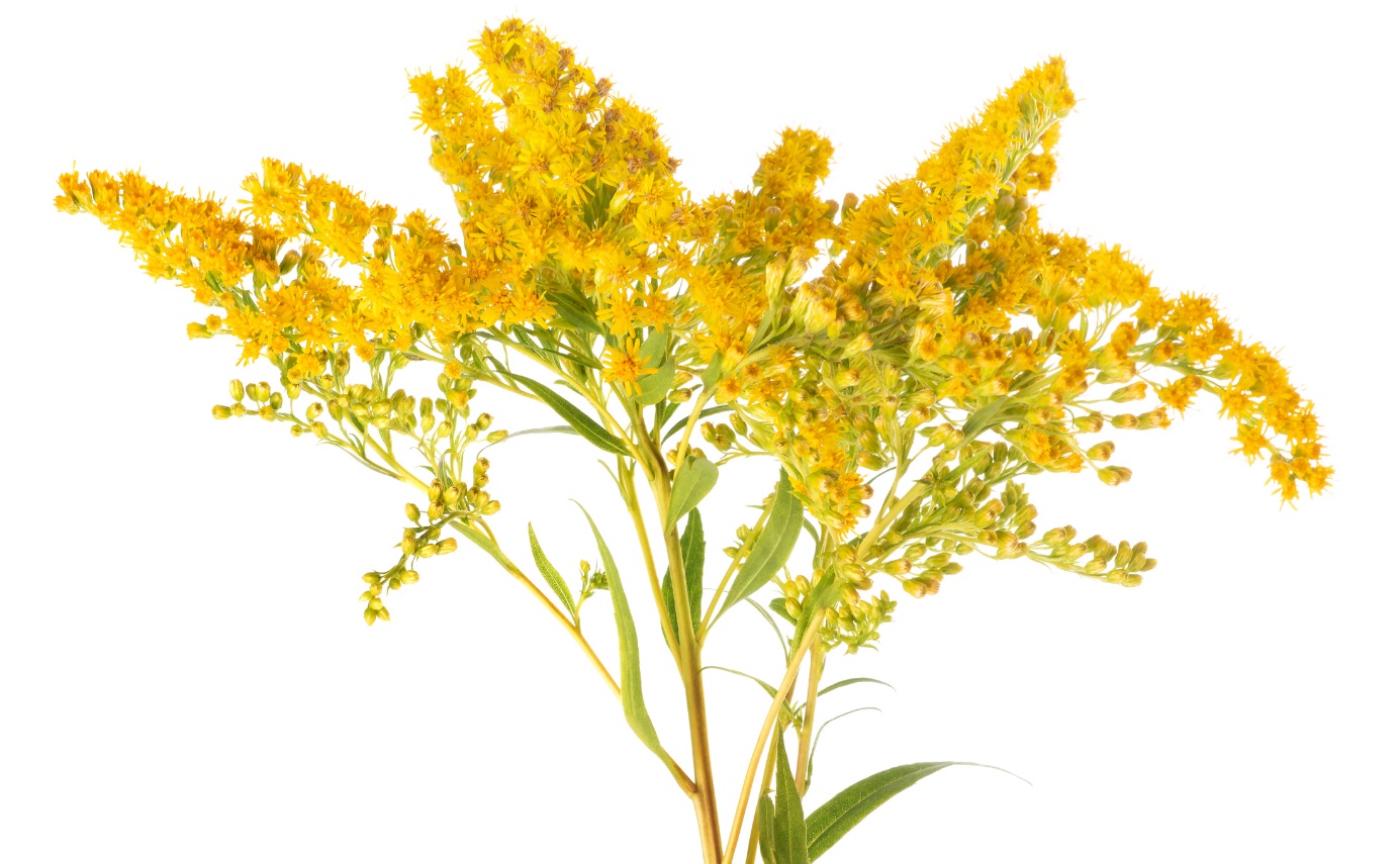 Solidago virgaurea - toiag de aur