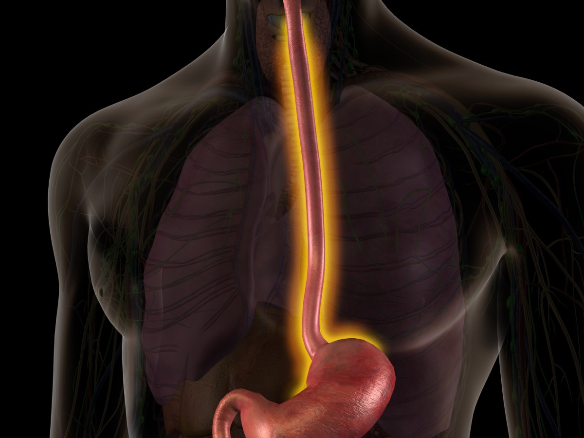 Vedere anatomică a esofagului - esofagul evidențiat în portocaliu.