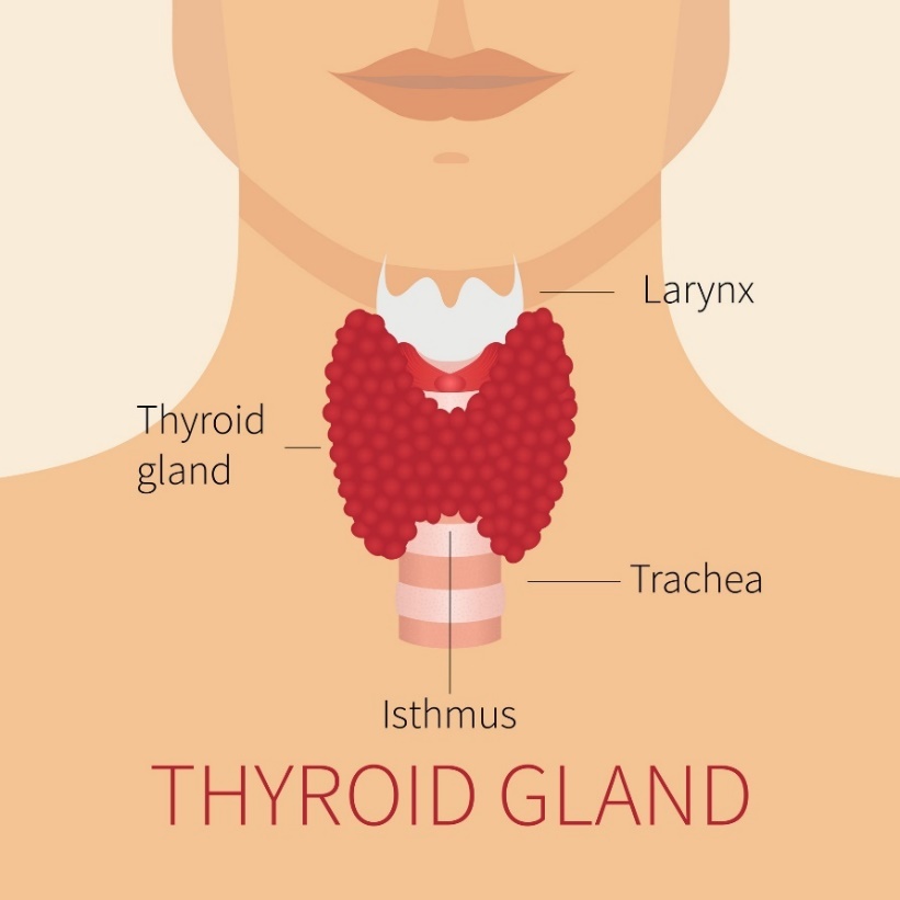 Anatomia glandei tiroide