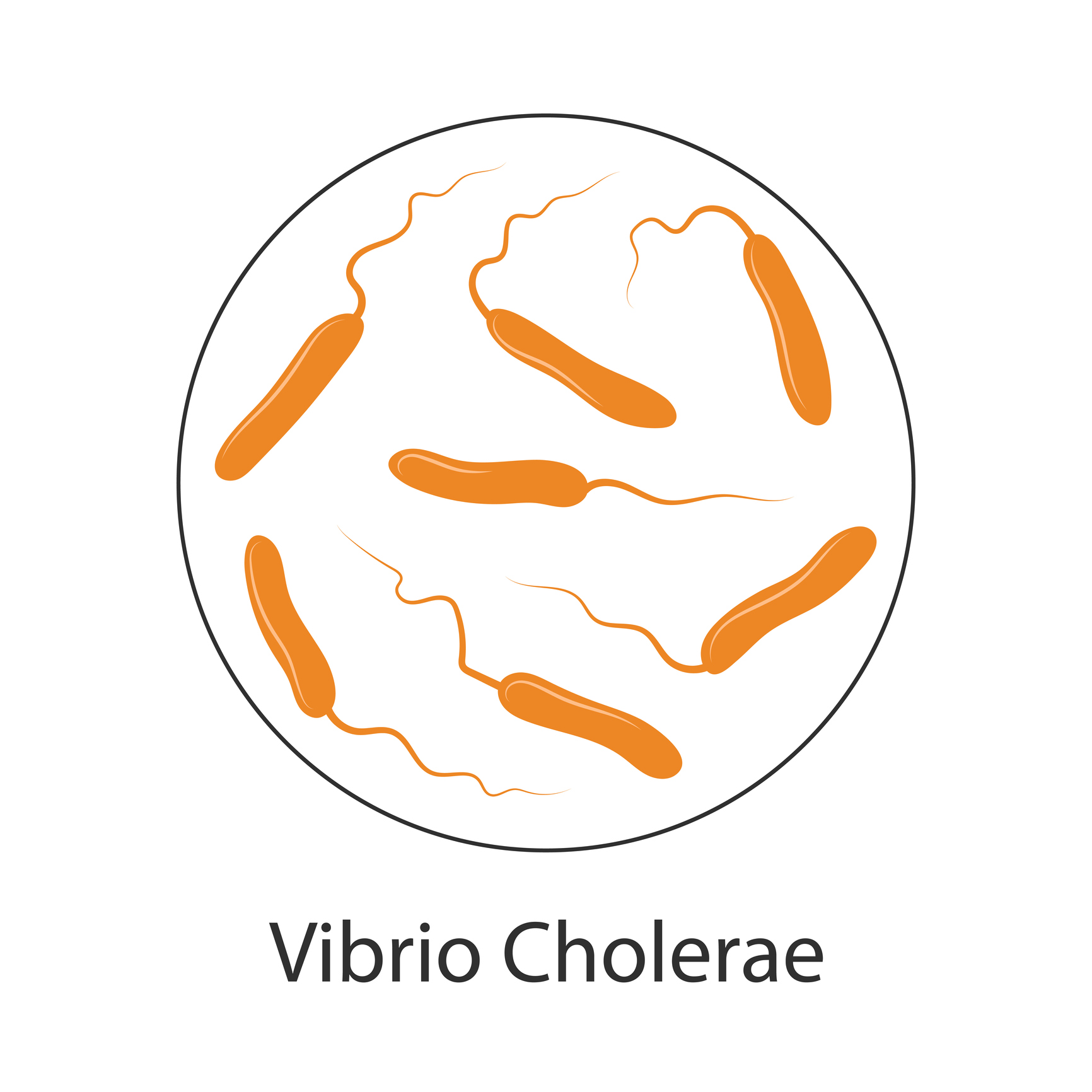 Bacteria holerei Vibrio cholerae