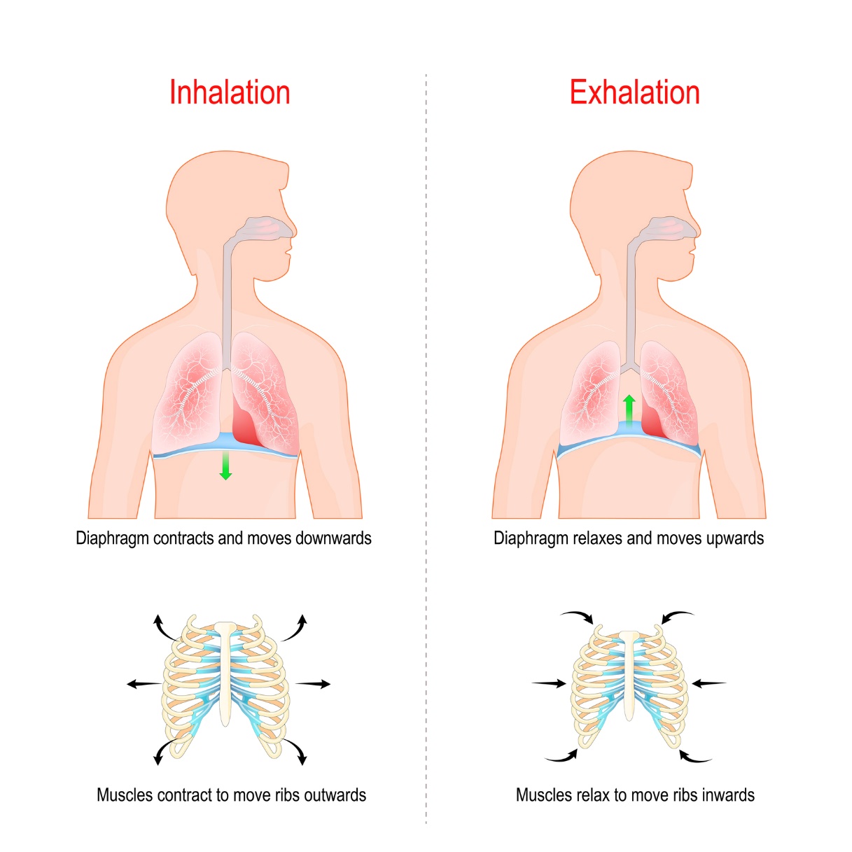 Respirație diafragmatică cu activarea peretelui abdominal. Inspirație: coastele se îndepărtează lateral una de cealaltă și mușchiul diafragmei coboară în jos. Expirație: coastele se apropie înapoi una de cealaltă și mușchiul diafragmei se ridică în sus