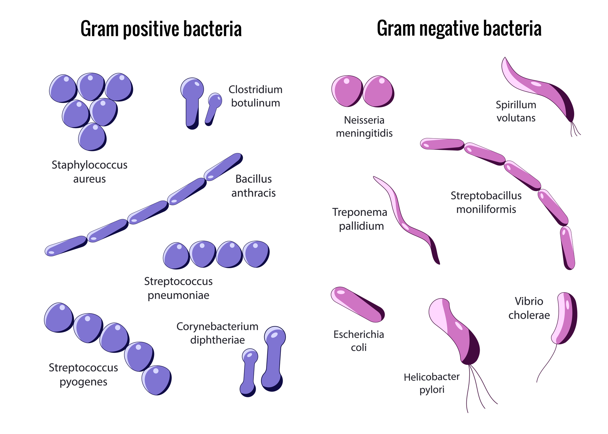 Divizarea bacteriilor Gram-pozitive și Gram-negative