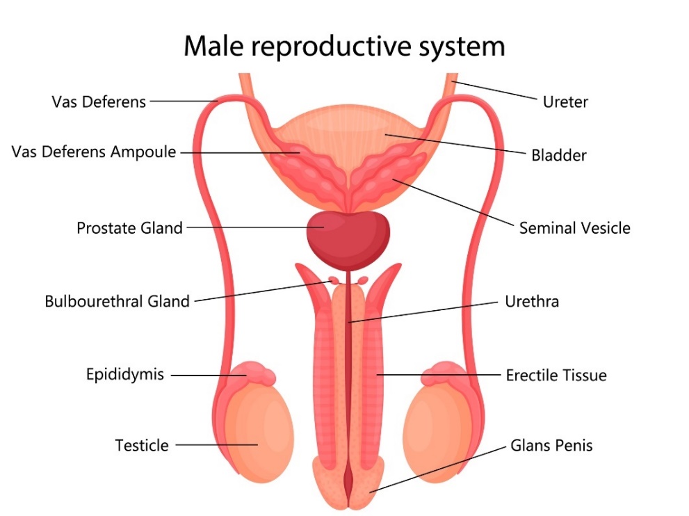 Sistemul reproducător masculin