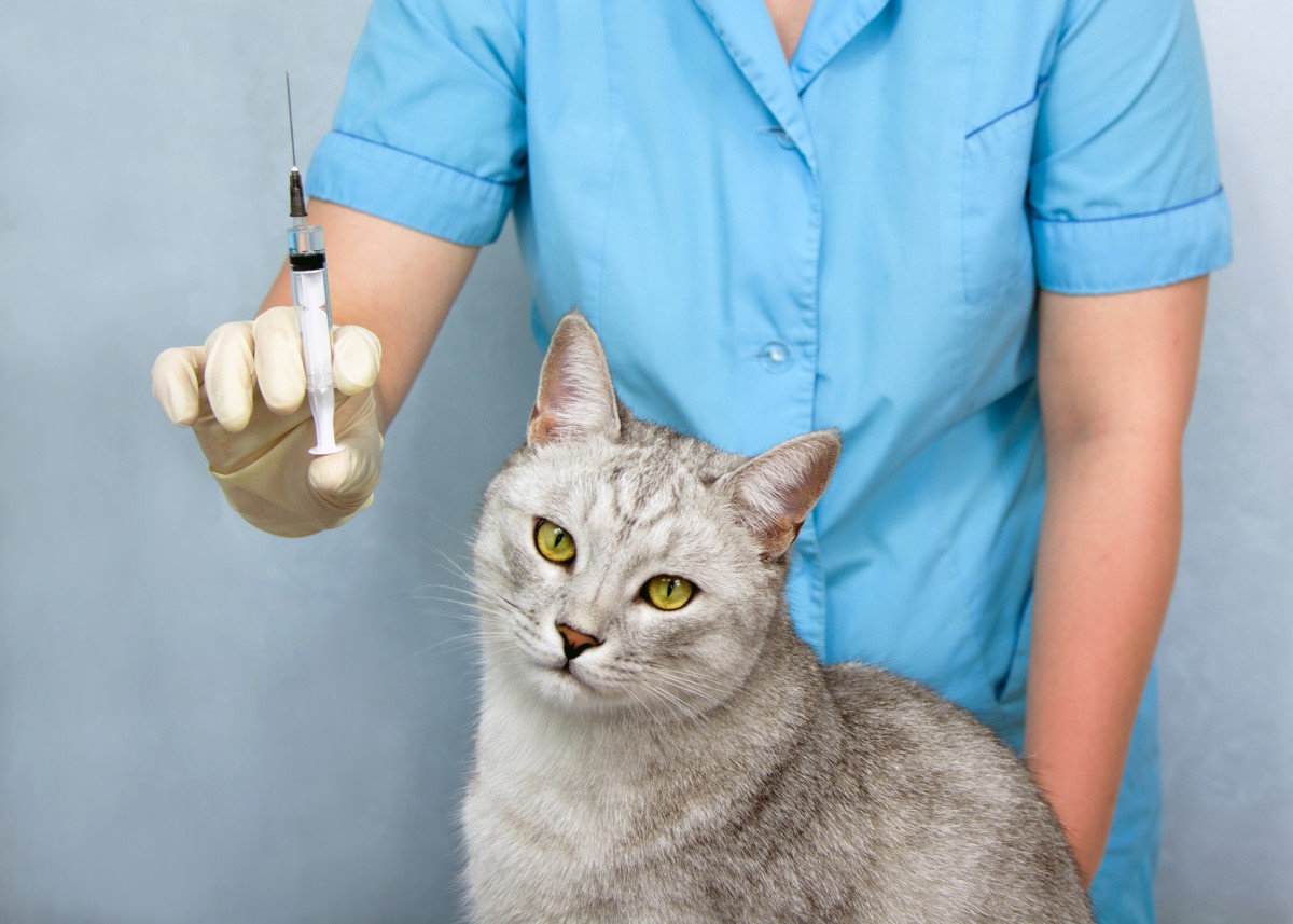 Vaccinări - veterinar și pisică, injecții, vaccinuri, vaccin