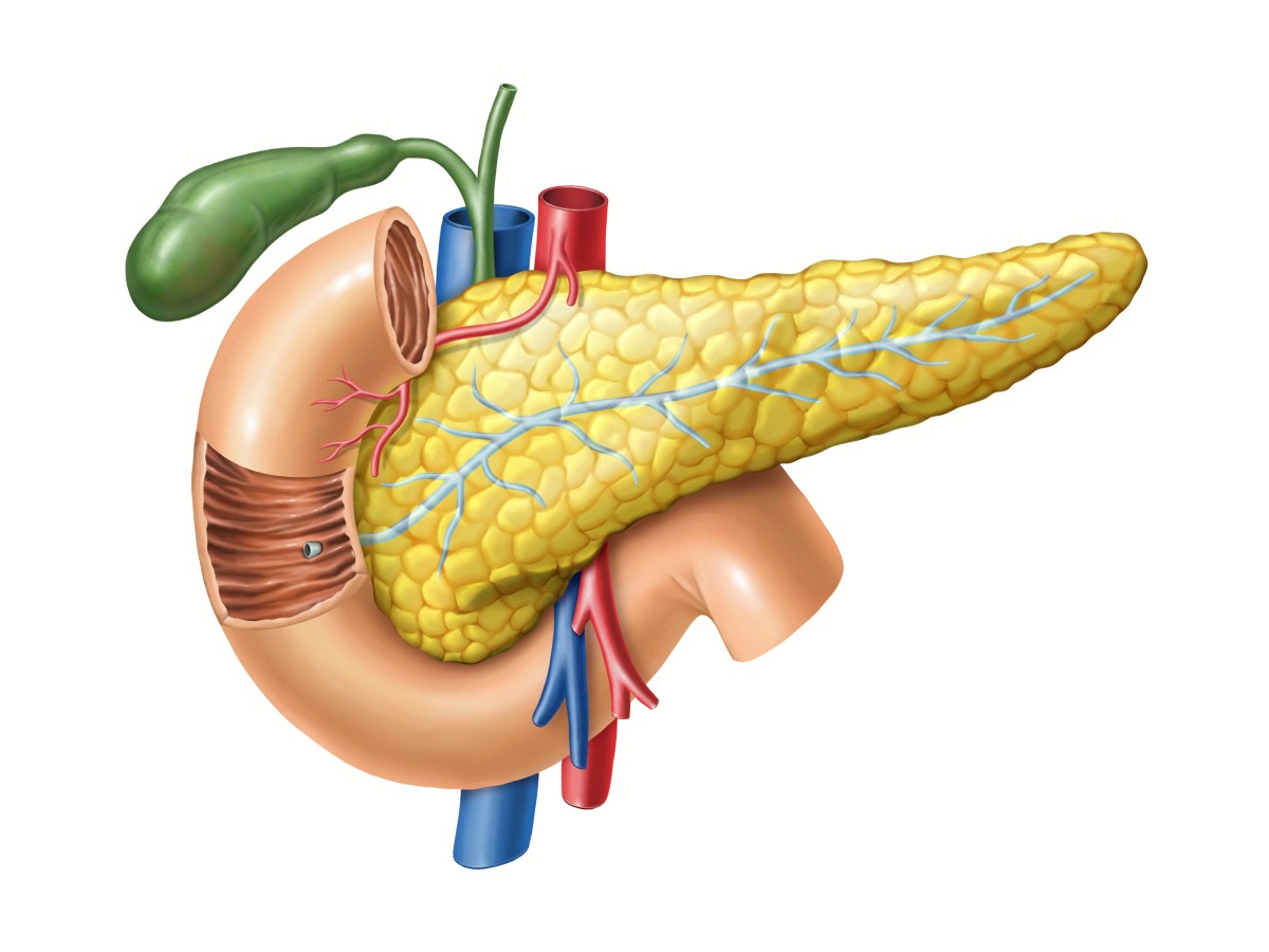 Pancreas - vedere anatomică, în plus, sunt vizibile canalul pancreatic către intestinul subțire, vezica biliară și vasele mari