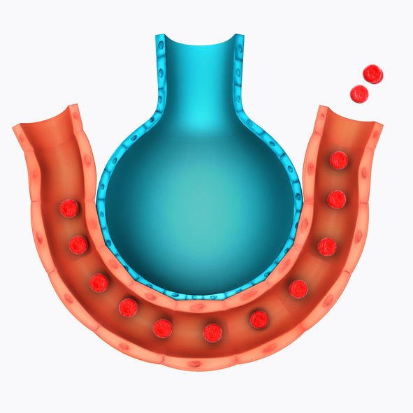 Model de reprezentare a alveolelor și a vaselor pulmonare, schimbul de gaze respiratorii