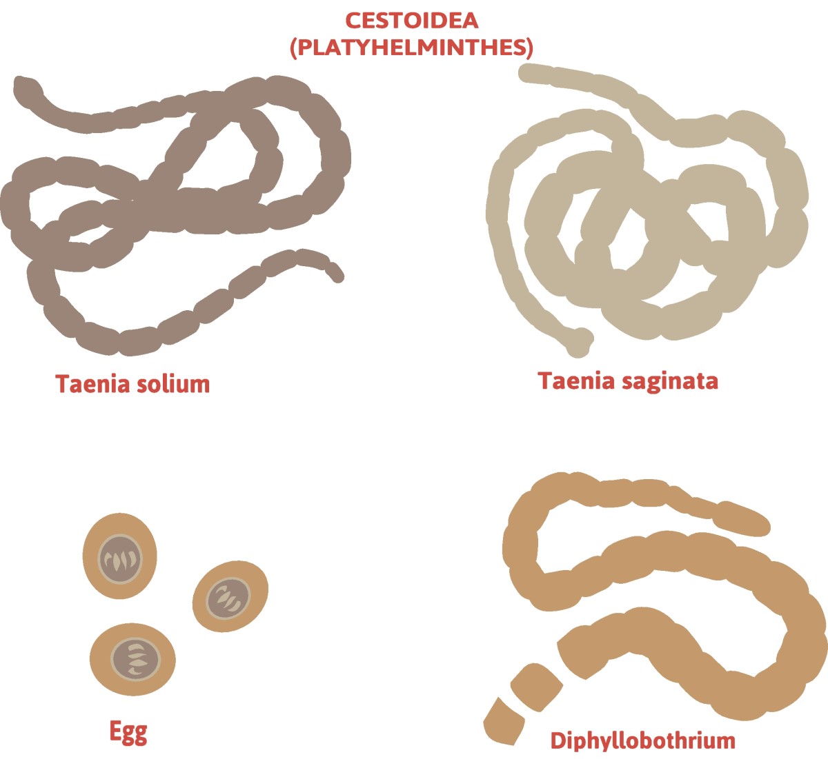 Taenia - diviziune a teniei - Taenia solium (tenia cu picioare lungi) + Taenia saginata (tenia fără apărare)