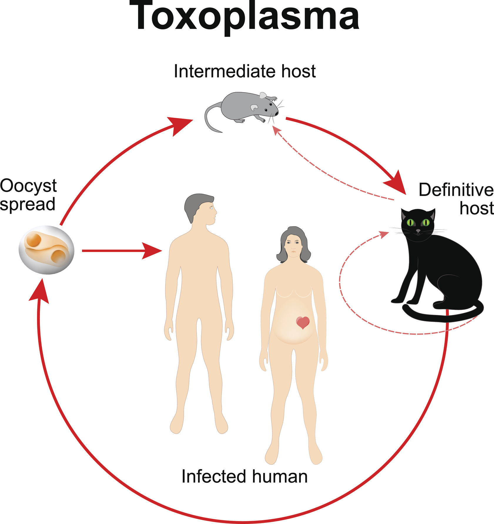 Ciclul de viață al Toxoplasma gondii