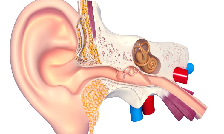 desen anatomic al sistemului auditiv