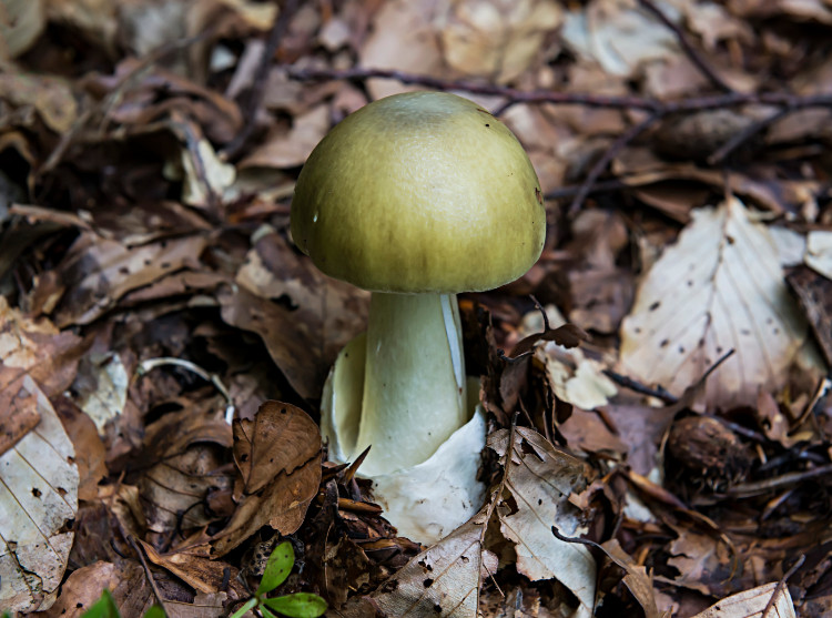 broască verde în pădure în sol cu frunze maro