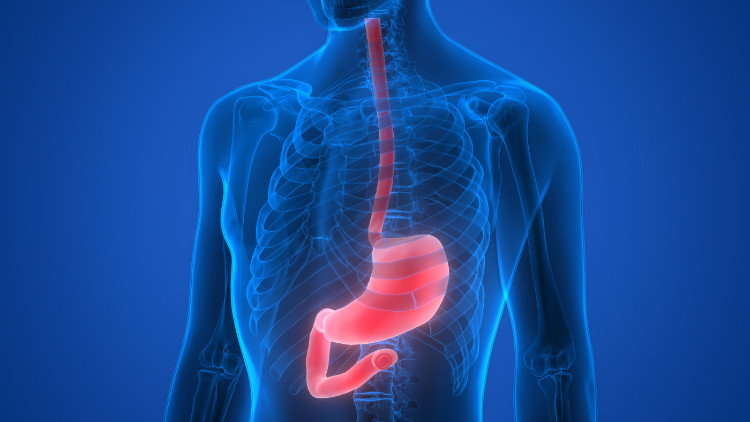 silueta albastră a unui bărbat cu stomacul și esofagul reprezentate anatomic în roșu