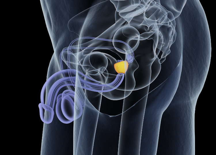 plasarea anatomică a prostatei