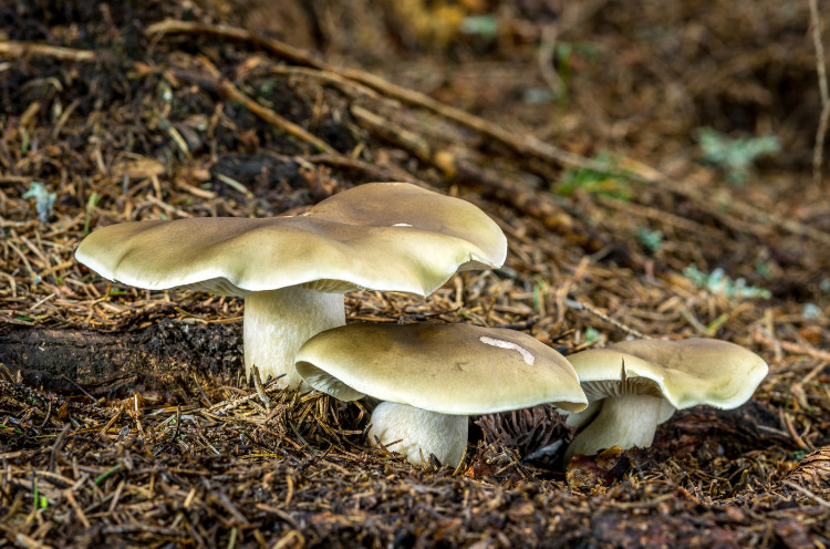 Șobolan de săpun în pădure în ace de pin uscate