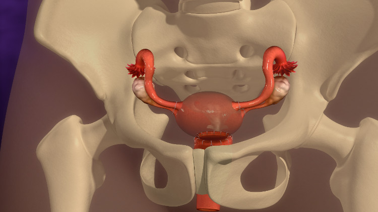 uter situat anatomic în scheletul osos al bazinului mic.