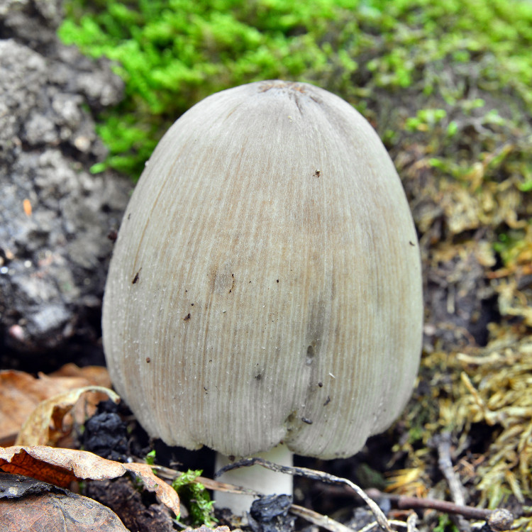 gândac de cerneală în pădure, lângă o stâncă acoperită de mușchi