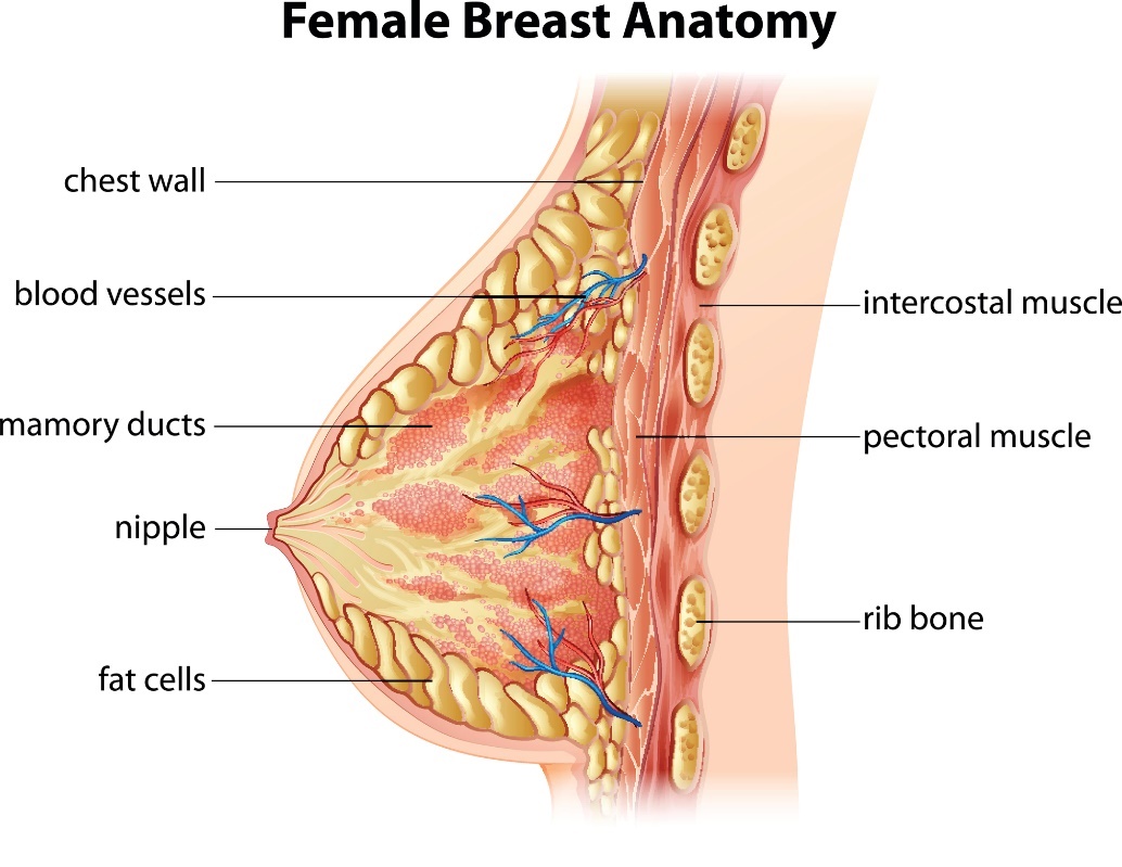 Anatomia sânului feminin