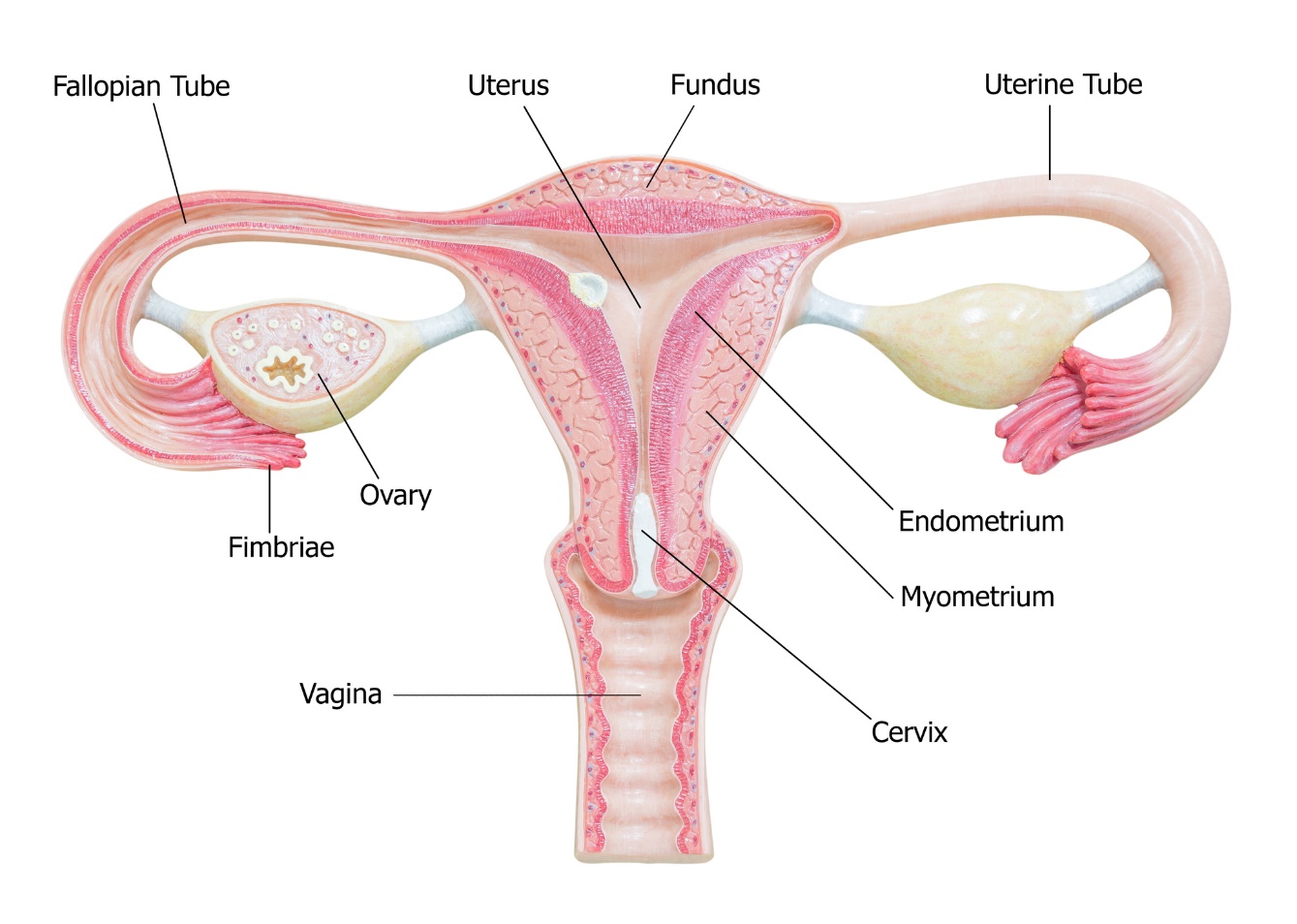 Anatomia organelor genitale feminine