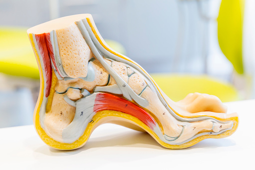 model anatomic al arcului piciorului