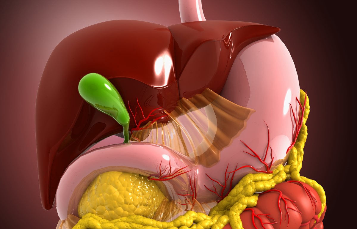 Vedere anatomică - model - sistem digestiv, ficat, vezica biliară, sistem digestiv