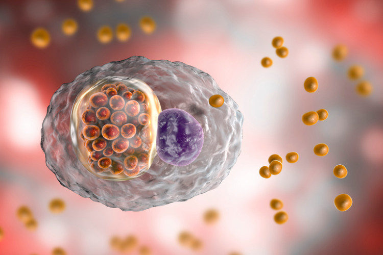 bacteriile chlamydia în interiorul celulei