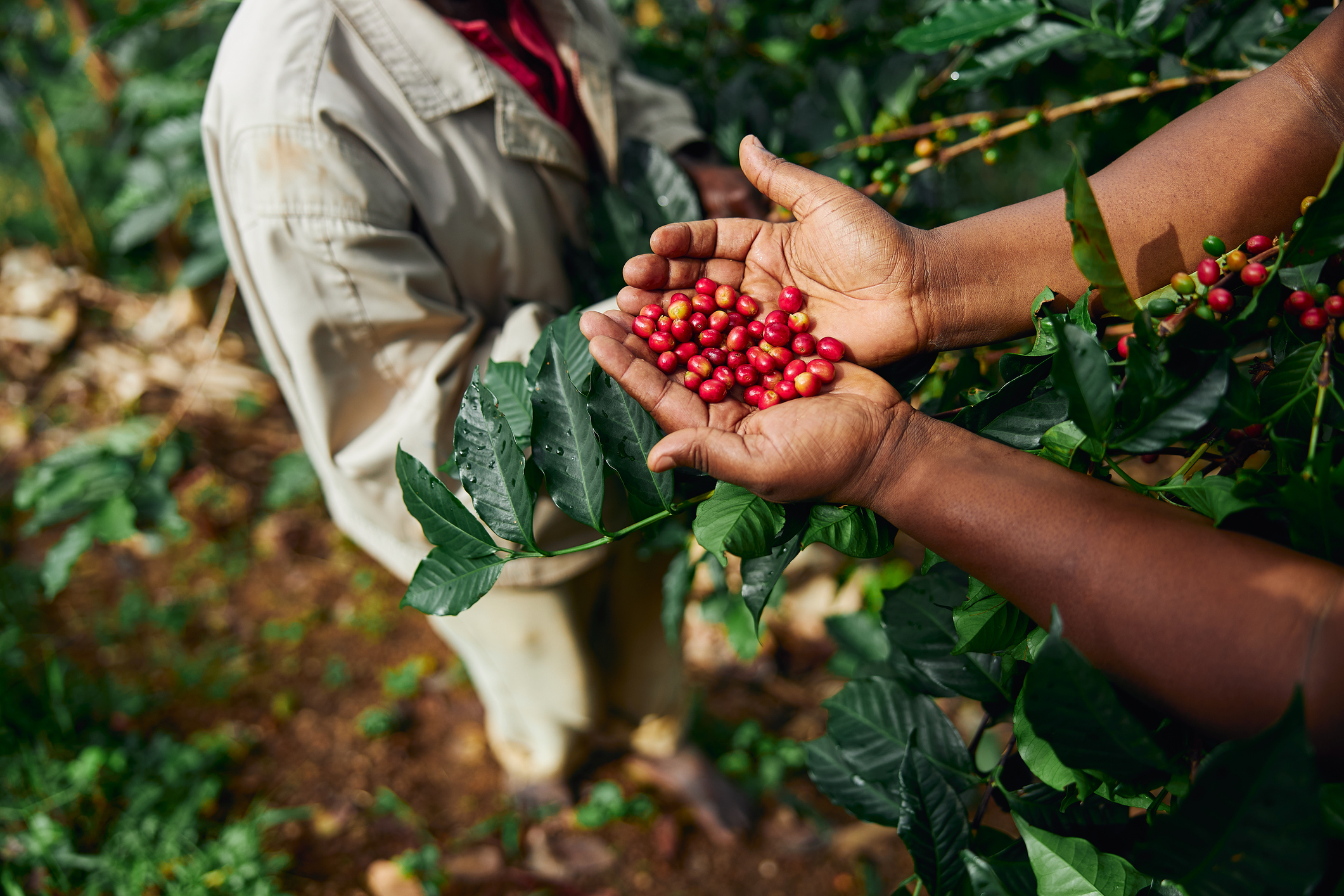 Fructe roșii de arbore de cafea