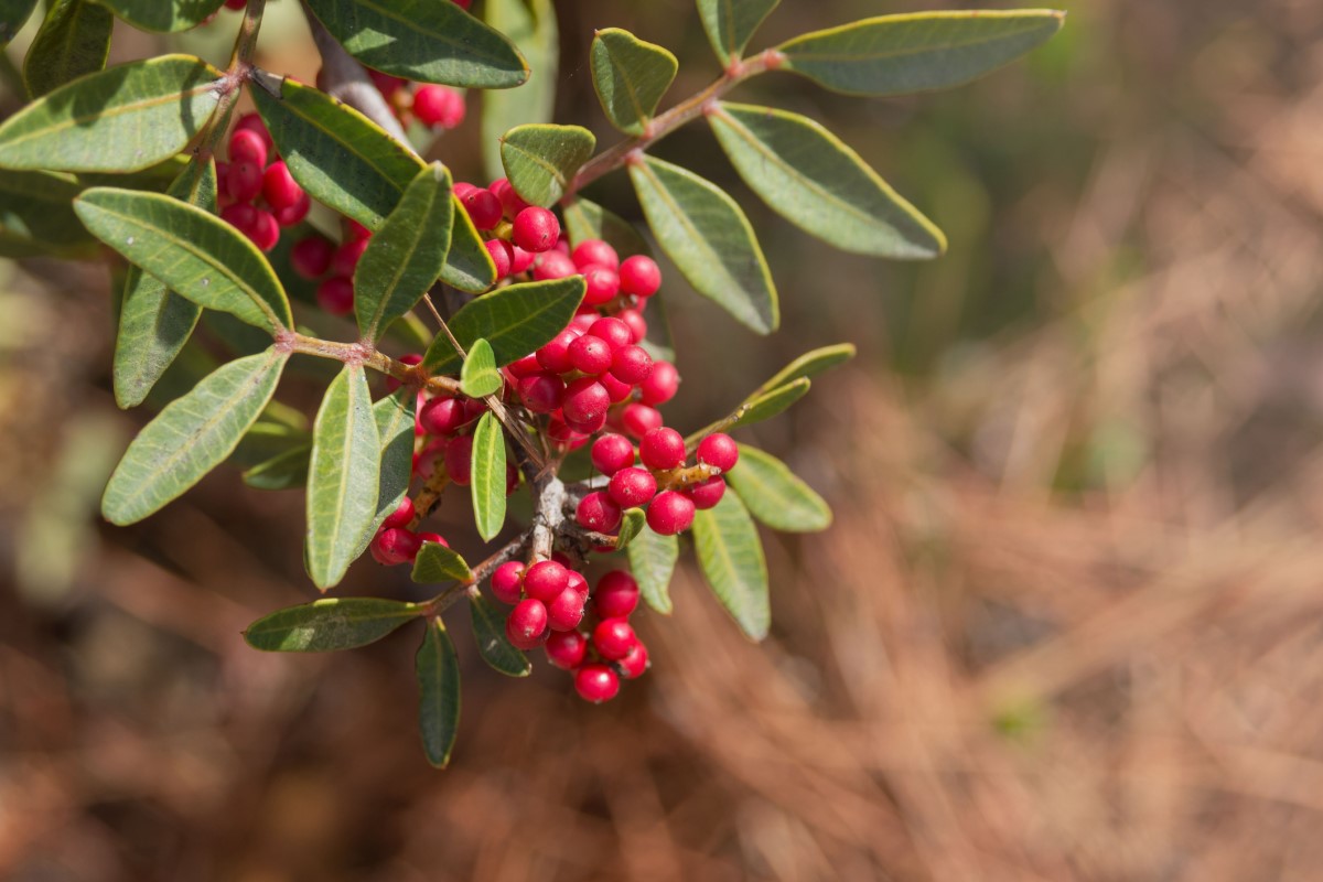 Pistacia mastix (P. lentiscus) este foarte răspândită ca arbore sau arbust, în special în zonele de coastă ale Mediteranei.