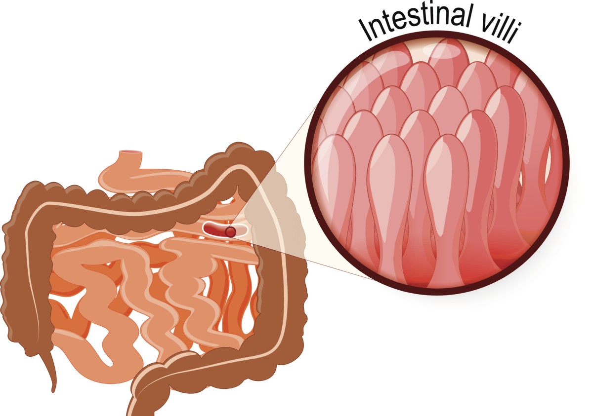 Imagistica microscopică 3D a vilozităților mucoase ale peretelui intestinului subțire