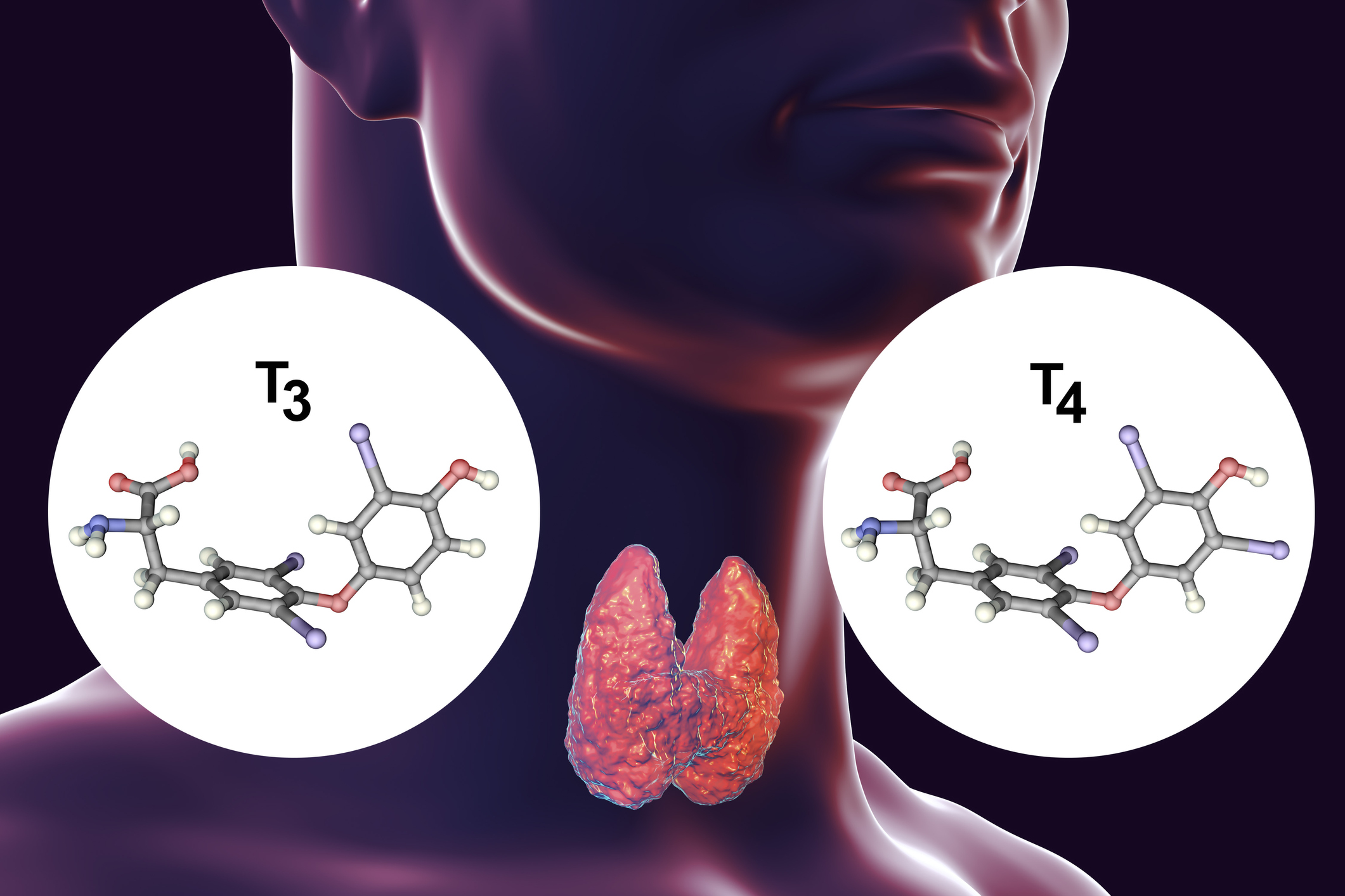 Glanda tiroidă produce hormoni tiroidieni - tiroxină (T4) și triiodotironină (T3).