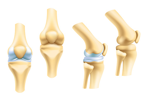 anatomia articulației genunchiului din față și din lateral