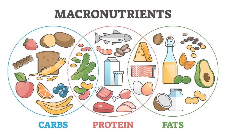 Macronutrienții și sursele lor în alimentație: carbohidrați, proteine și grăsimi.