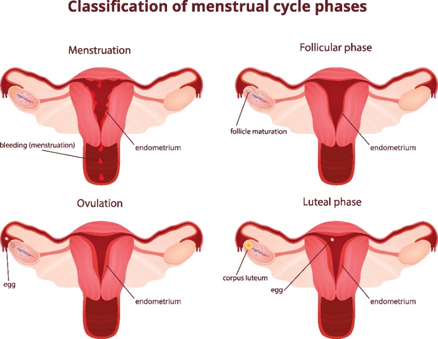 4 faze ale ciclului menstrual