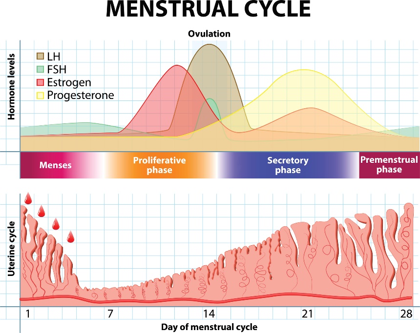 Ciclul menstrual și modificările hormonilor și ale mucoasei uterine de-a lungul timpului.