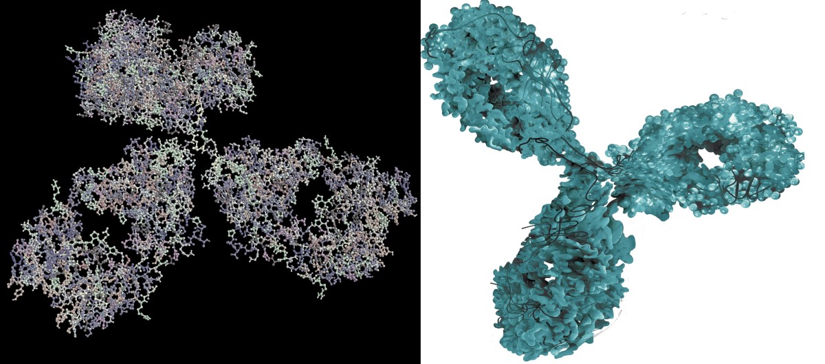 Imagistica moleculară a unui anticorp monoclonal - un medicament biologic