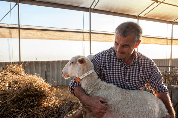 fermier ținând o oaie, fân în fundal