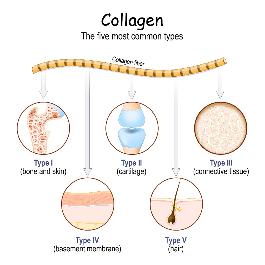 Cele mai frecvente tipuri de colagen din corpul uman