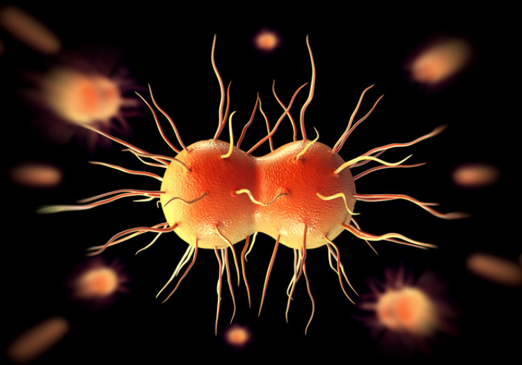 Neisseria gonorrhoeae, sau bacteria gonoree, gonoree, diplococ gram-negativ