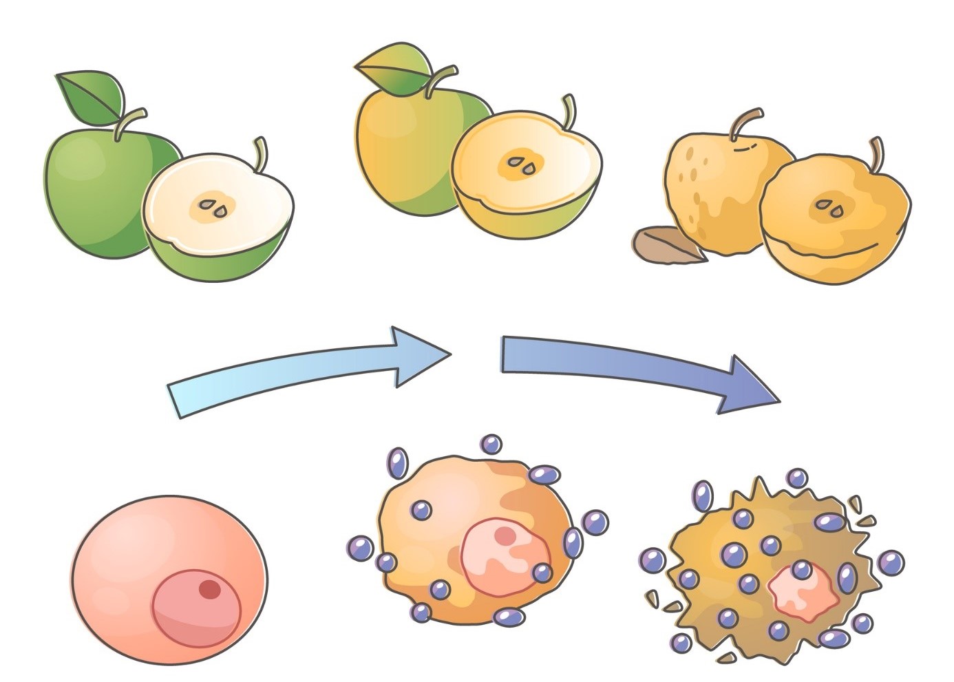 Stresul oxidativ - ilustrarea mărului și a descompunerii celulelor