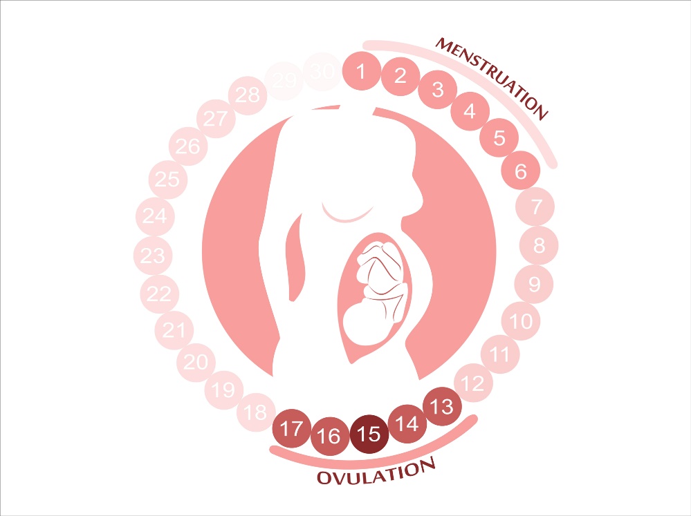 Ciclul feminin: menstruația, ovulația și perioadele fertile