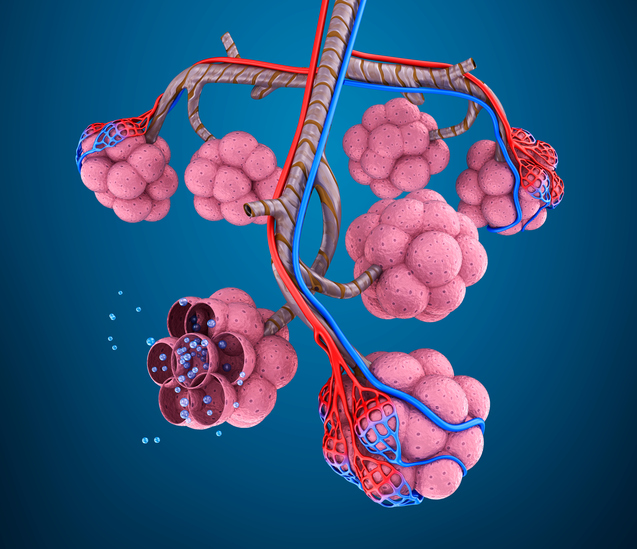 Modelul camerei pulmonare, adică alveolele, vasele pulmonare, moleculele de oxigen.