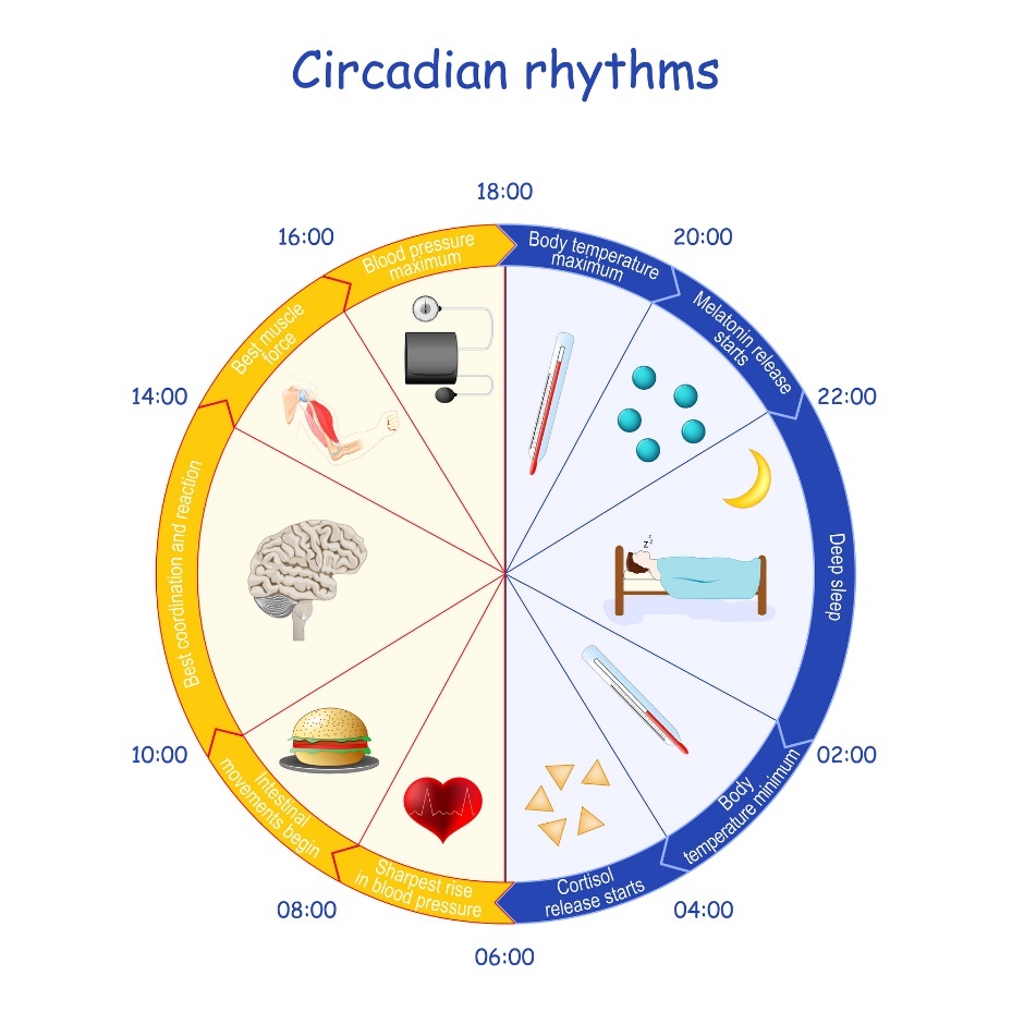 Exemplu de ritm circadian, secreție de melatonină și funcționare a organismului