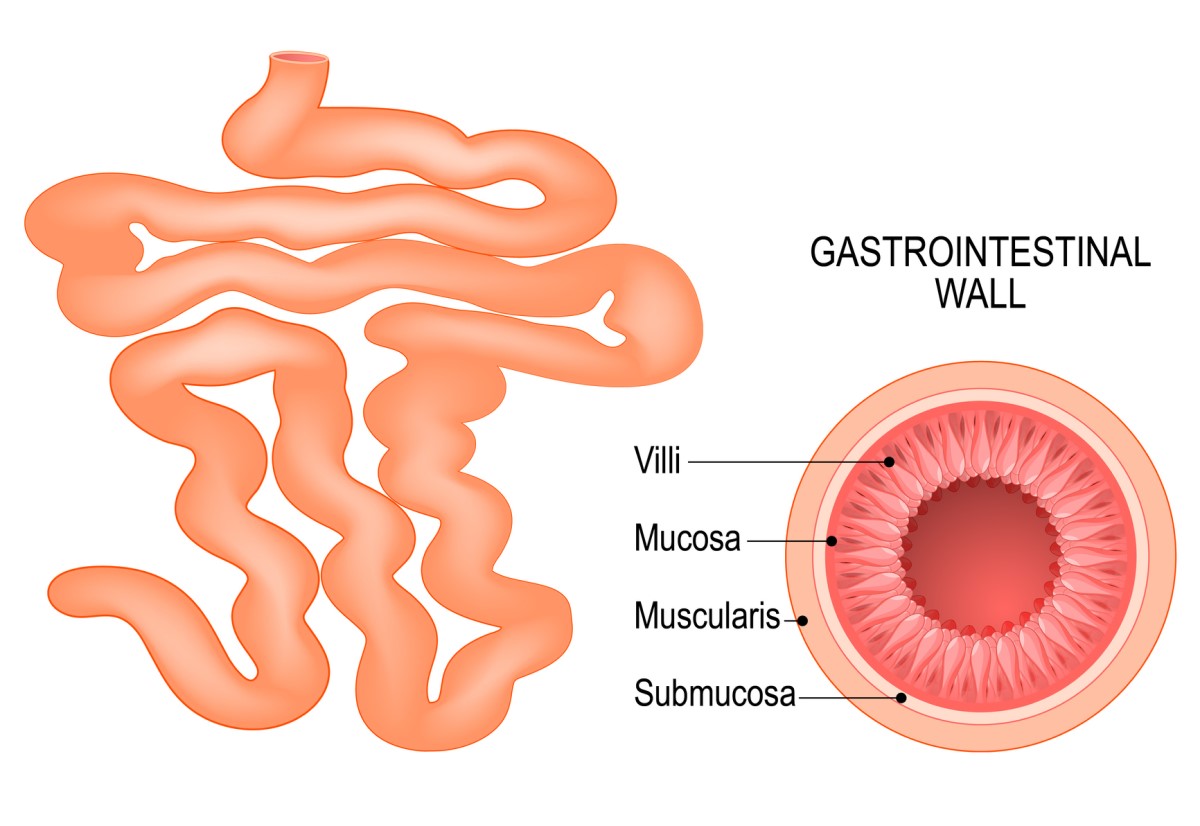 Intestinul subțire și compoziția peretelui intestinal: vilozități, mucoasă, submucoasă și musculatură.