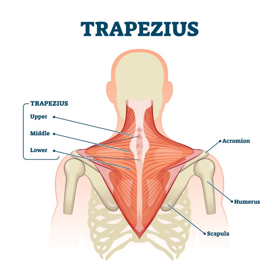 Mușchiul trapez (musculus trapezius) - fibrele superioare, medii și inferioare ale mușchiului. Acromion (proces al scapulei deasupra articulației umărului, Humerus - humerus, Scapula - scapula).