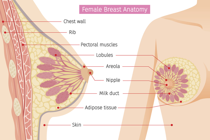 Anatomia sânilor de sex feminin